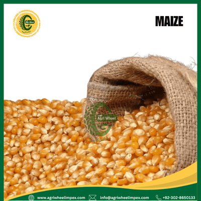Natural Maize Grains